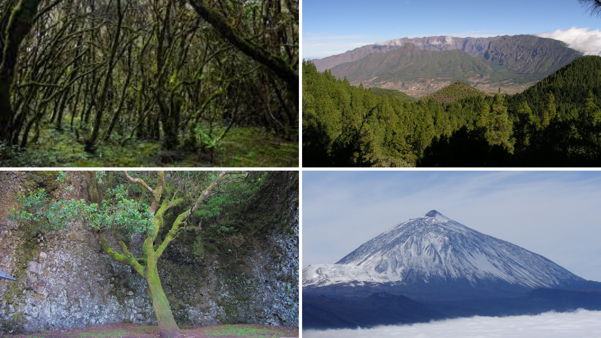 Santa Cruz de Tenerife